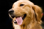 5 Things You Should Know before Getting A Golden Retriever - Animalso