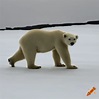 2026 polar bear on Craiyon
