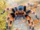 This is my friend's pet Mexican red knee tarantula. I brought my macro ...