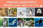 +50 Animais CARNÍVOROS - Exemplos e Características (lista COM FOTOS)