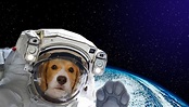 Laika: il cane mandato nello spazio