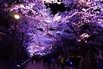 One Of Japan’s Top 3 Night Cherry Blossom Views: Takada Park, Niigata ...