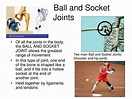 [View 19+] Ball And Socket Joint Function