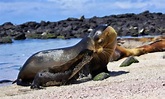 超萌！防日曬～ 頑皮小海獅渾身裹滿沙子 | 大陸 | NOWnews今日新聞