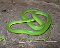 FAUNA E FLORA DO RN: Cobra verde Philodryas olfersii (Lichtenstein ...