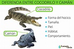 DIFERENCIA entre COCODRILO y CAIMÁN - Características y fotos