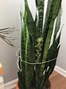 Snake plant surprised me with a flower! : IndoorGarden