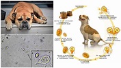 Giardia in dogs - symptoms and treatment