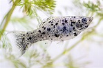 Molly Fish Species Profile