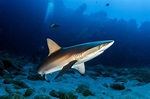 Tubarões que habitam o litoral do Brasil - espécies, fotos, ameaças ...