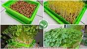 種紅豆長什麼｜涼拌有機紅豆苗的做法(有機芽苗菜食譜分享) @太平洋芽菜種子 - nidBox親子盒子