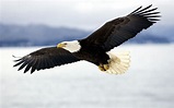 Bald Eagle in mid-air flight… | PRINCE GEORGE'S COUNTY PARENTS ...