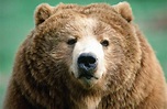 How Kodiak brown bears keep the Alaskan islands healthy | One Earth