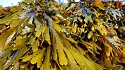 Collecting and Identifying Seaweeds 2019 - The British Phycological Society