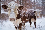A pair of Hereford cows stand in the snow at a farm in Northwest ...