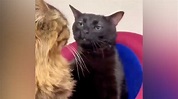 Gato negro inunda las redes con memes por su mirada fija y juzgadora ...