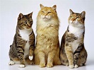 GiroVeterinário: Manejo de felinos domésticos (gatos)