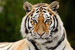 Tiger Facts, History, Useful Information and Amazing Pictures