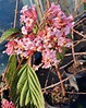 Viburnum x bodnantense 'Charles Lamont' - Planet Plants