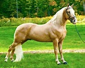 Las razas de caballos más conocidas del mundo - Maria Carolina ...