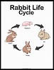 Rabbit Life Cycle [Free Diagram and Worksheets] | Rabbit life, Life ...