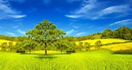 Prado Hermoso Con Un árbol De Pino Imagen de archivo - Imagen de cielos ...