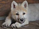 Wolf Cub Sticks Out Tongue Picture | Cutest baby animals from around ...