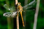 In Flight Dragonfly, Common Darter (Sympetrum striolatum) Male ...