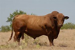 Beefmaster - Livestockpedia