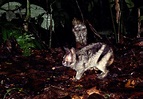 Conejo rayado de Sumatra (Nesolagus netscheri)