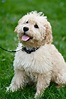 Goldendoodle - Puppies, Rescue, Pictures, Information, Temperament ...