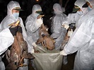 Moratorium aufgehoben - Freie Fahrt für die Vogelgrippe-Forschung ...
