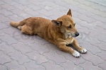 streunender Hund | Stock Bild | Colourbox