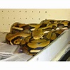 Tiger Reticulated Python - 9 foot - Strictly Reptiles