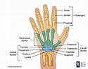 Hand Bones - Anatomy, Structure and Diagram