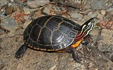 Painted turtle • Chrysemys picta • Reptile sheet