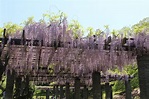 福岡舞鶴公園 紫藤祭！ | 日本國福岡縣政府 香港事務所