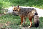 El zorro andino: conoce más sobre esta especie a la que pertenece el ...