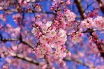 Celebrate Cherry Blossom Festival in Shillong this year | Times of ...