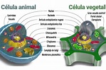 Diferencia Entre Una Célula Animal Y Una Célula Vegetal ...