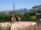 Taronga Zoo Sydney - SPOTTERON Citizen Science