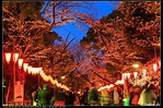特愛日本 瘋旅行: 2016 九州．本州 [景點] 上野恩賜公園 (夜櫻) (櫻百選)