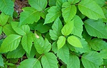 The Poison Ivy Plant: All You Need To Know – Necps