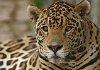 ¿Cuáles son las causas de la extinción del jaguar? - Regadíos y Reciclaje