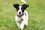 Meet the Small and Spunky Jack Russell Terrier (2022)
