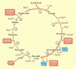 Ciclo de Krebs: características de esta ruta metabólica