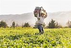 Organic Farming Practices - Rodale Institute