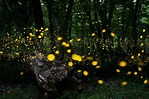 Fireflies in the Great Smoky Mountains Light Up At Once—Here's How to ...