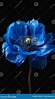 The Beauty of Dead Flowers: a Stunning Yellow Poppy with a Blue Stock ...