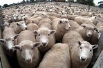 La tonte de mouton aux Jeux olympiques?…. – Les moutons enragés